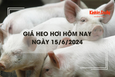 Giá heo hơi hôm nay 15/6/2024: tăng giảm trái chiều 1.000 đồng/kg