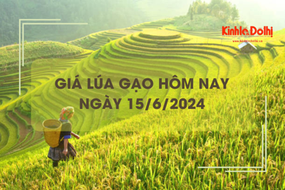 Giá lúa gạo hôm nay 15/6/2024: giá gạo đồng loạt giảm nhẹ 