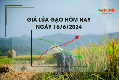 Giá lúa gạo hôm nay 16/6/2024: đồng loạt giảm nhẹ 