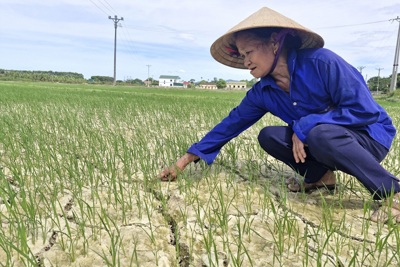 Hà Tĩnh: ứng phó với nguy cơ hạn hán trên cây trồng