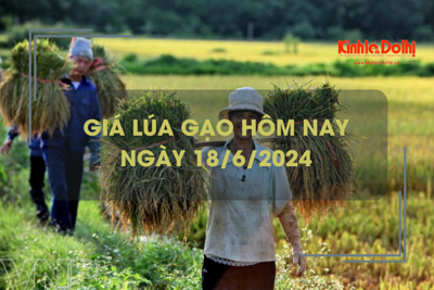 Giá lúa gạo hôm nay 18/6/2024: giá gạo giảm nhẹ 100 đồng/kg 