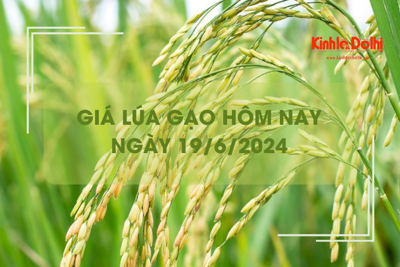 Giá lúa gạo hôm nay 19/6/2024: giá gạo tiếp tục giảm nhẹ 100 đồng kg 