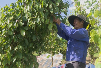 Giá tiêu hôm nay 19/6: tiếp tục tăng tại các tỉnh Tây Nguyên