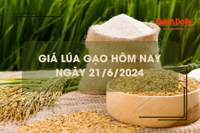 Giá lúa gạo hôm nay 21/6/2024: giá lúa giảm mạnh, giá gạo biến động trái chiều 