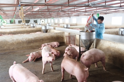 Bộ NN&PTNT: không lo thiếu thịt lợn, không lo giá tăng cao