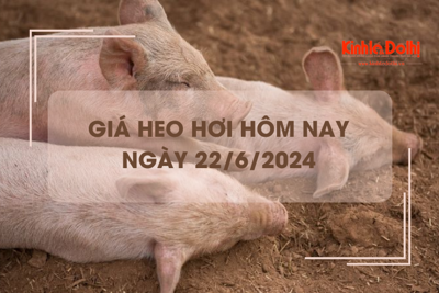 Giá heo hơi hôm nay 22/6/2024: giá heo tại Bình Định thấp nhất cả nước