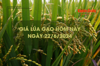 Giá lúa gạo hôm nay 22/6/2024: Giá giá gạo tăng giảm trái chiều