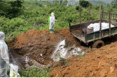 Lạng Sơn: dịch tả lợn châu Phi lan rộng tại tất cả 11 huyện, thành phố