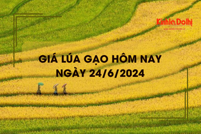 Giá lúa gạo hôm nay 24/6/2024: giá gạo tăng nhẹ 50 đồng/kg 