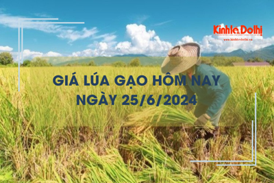 Giá lúa gạo hôm nay 25/6/2024: giá gạo tiếp tục tăng nhẹ