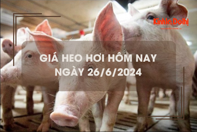 Giá heo hơi hôm nay 26/6/2024: miền Trung neo giá ở mức thấp