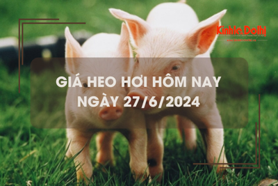 Giá heo hơi hôm nay 27/6/2024: tăng giảm trái chiều 1.000 đồng/kg