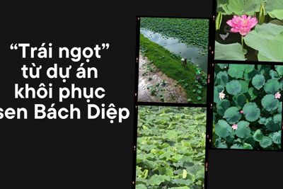 "Trái ngọt" từ dự án khôi phục sen Bách Diệp