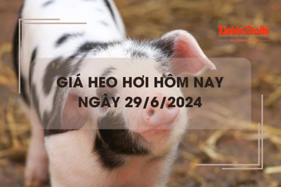 Giá heo hơi hôm nay 29/6/2024: miền Bắc thu mua trong khoảng 67.000 - 69.000 đồng/kg