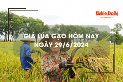 Giá lúa gạo hôm nay 29/6/2024: giá gạo xuất khẩu neo mức thấp