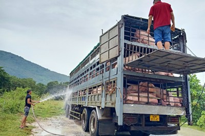 Đồng Nai: danh hiệu “thủ phủ” chăn nuôi có nguy cơ không còn