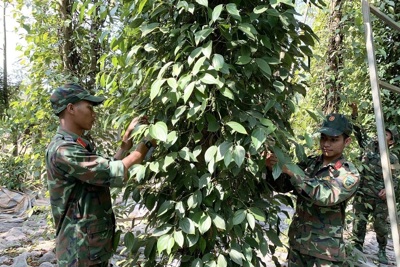 Giá tiêu hôm nay 30/6: quay đầu tăng 3.000 đồng/kg, cả tuần giảm tới 5.000 đồng/kg