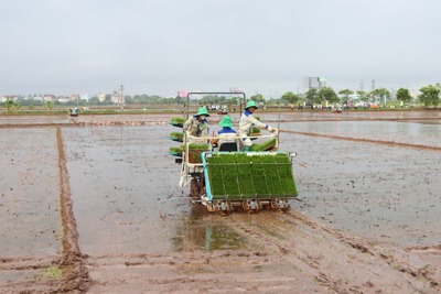 Hà Nội: nhân rộng mô hình cấy máy, giải phóng sức lao động cho nông dân