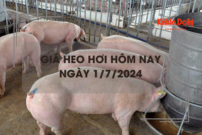 Giá heo hơi hôm nay 1/7/2024: giảm 1.000 đồng/kg