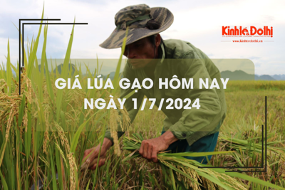 Giá lúa gạo hôm nay 1/7/2024: gạo mới đẹp sụt giảm nhẹ 100 đồng/kg