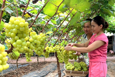 Huyện Thạch Thất triển khai hiệu quả các mô hình đảm bảo an toàn thực phẩm