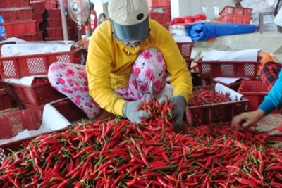 Sản phẩm quế, ớt của Việt Nam bị cảnh báo tại EU