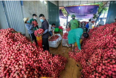 Bắc Giang: thu ngân sách Nhà nước tăng gần 30% trong 6 tháng