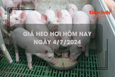 Giá heo hơi hôm nay 4/7/2024: mức giao dịch cao nhất 69.000 đồng/kg