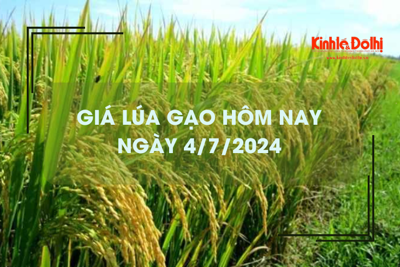 Giá lúa gạo hôm nay 4/7/2024: đồng loạt giảm nhẹ 