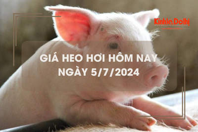 Giá heo hơi hôm nay 5/7/2024: điều chỉnh tăng 1.000 - 2.000 đồng/kg