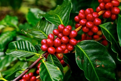 Giá cà phê hôm nay 5/7: Robusta tăng mạnh giữa mối lo nguồn cung khan hiếm