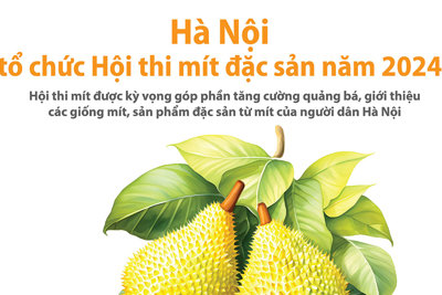 Hà Nội lần đầu tổ chức Hội thi các giống mít đặc sản