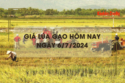 Giá lúa gạo hôm nay 6/7/2024: tăng giảm trái chiều 