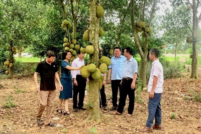 Hà Nội: trồng mít đặc sản thu hàng trăm tỷ đồng mỗi năm