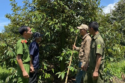 Tăng cường đảm bảo an ninh trật tự trong mùa thu hoạch sầu riêng