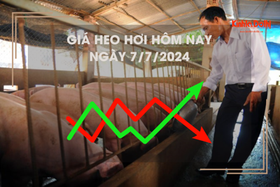 Giá heo hơi hôm nay 7/7/2024: cao nhất 69.000 đồng/kg