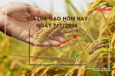 Giá lúa gạo hôm nay 7/7/2024: giá gạo tăng nhẹ 