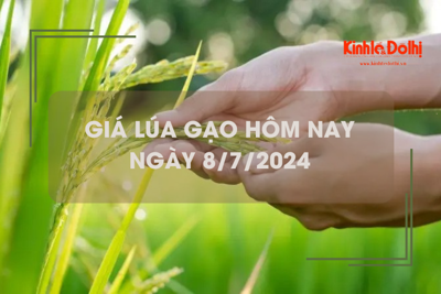 Giá lúa gạo hôm nay 8/7/2024: gạo Nàng Nhen neo ở mức cao