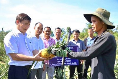 Quảng Ngãi: cây dứa mở hướng thoát nghèo 