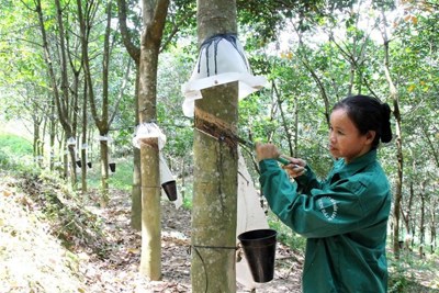 Lên sàn giúp ngành cao su Việt Nam minh bạch và nâng cao vị thế 