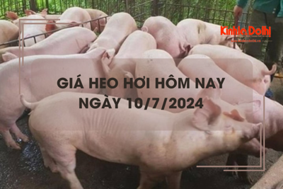 Giá heo hơi hôm nay 10/7/2024: giảm rải rác 1.000 đồng/kg 