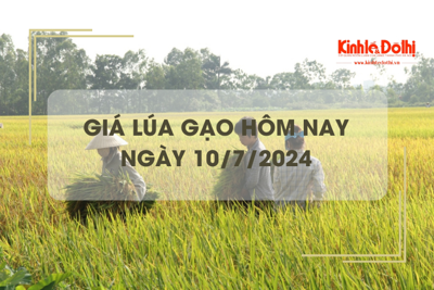 Giá lúa gạo hôm nay 10/7/2024: trong nước và gạo xuất khẩu giảm nhẹ 