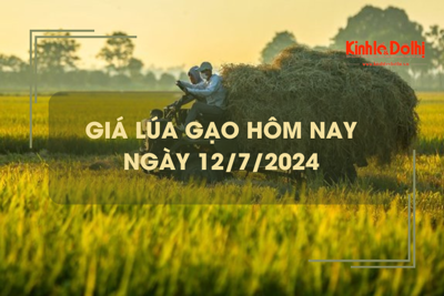 Giá lúa gạo hôm nay 12/7/2024: giá gạo tiếp đà giảm nhẹ 