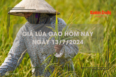 Giá lúa gạo hôm nay 13/7/2024: giá gạo giảm nhẹ 50 đồng/kg 