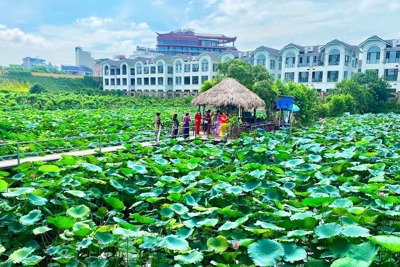 Hà Nội: khai thác chuỗi giá trị từ cây hoa sen