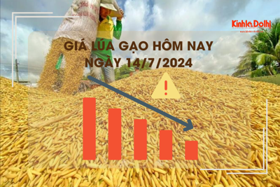 Giá lúa gạo hôm nay 14/7/2024: giá lúa giảm 200 đồng/kg 