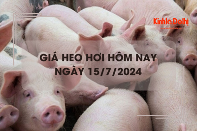 Giá heo hơi hôm nay 15/7/2024: tăng giảm trái chiều 1.000 đồng/kg