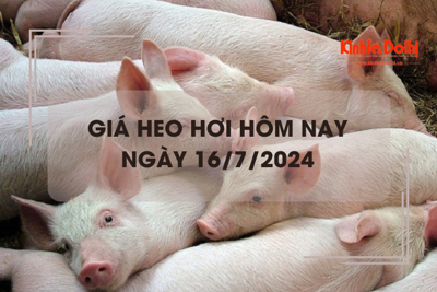 Giá heo hơi hôm nay 16/7/2024: giảm 1.000 - 2.000 đồng/kg trên cả 3 miền