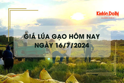 Giá lúa gạo hôm nay 16/7/2024: giá gạo ít biến động 