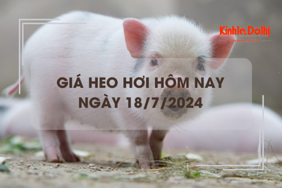 Giá heo hơi hôm nay 18/7/2024: tiếp tục giảm nhẹ trên cả 3 miền